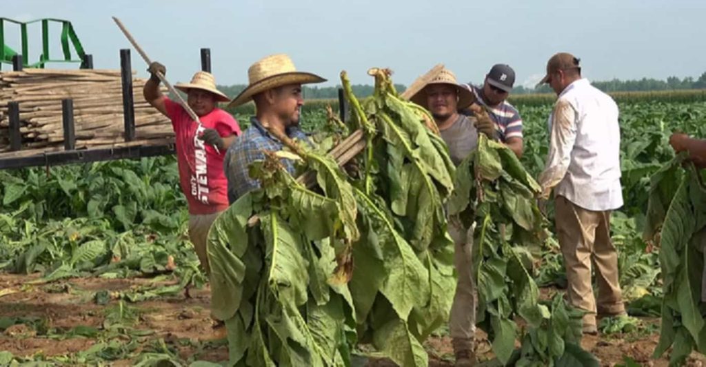 Kentucky tobacco farmer inspecting his crop